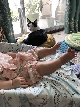 子守をする3匹の猫