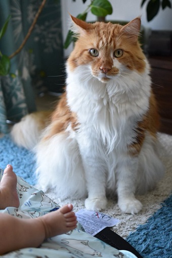 子守をする3匹の猫