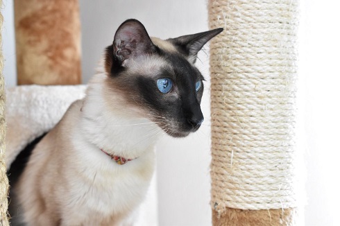 子守をする3匹の猫