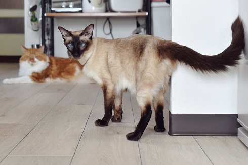 子守をする3匹の猫