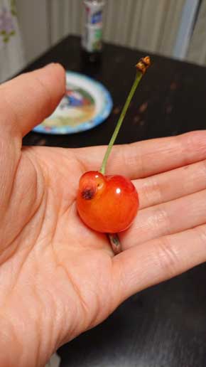 さくらんぼ 形 アヒル 箱の中 かわいい