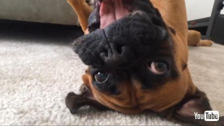 じょうぜつなわんこ