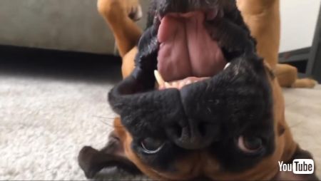 じょうぜつなわんこ