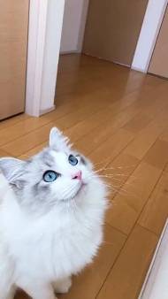 猫 ラグドール こまちゃん みるく君