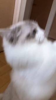 猫 ラグドール こまちゃん みるく君