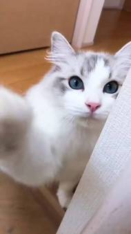 猫 ラグドール こまちゃん みるく君