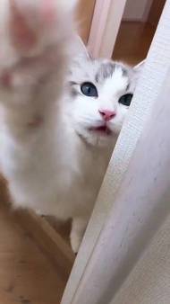 猫 ラグドール こまちゃん みるく君