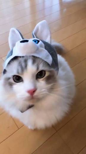 猫 ラグドール こまちゃん みるく君