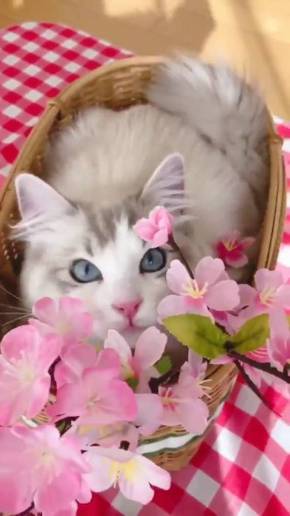 猫 ラグドール こまちゃん みるく君