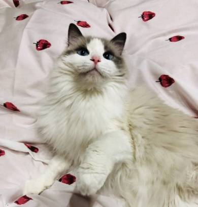 猫 ラグドール こまちゃん みるく君