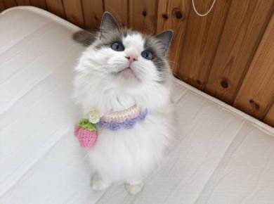 猫 ラグドール こまちゃん みるく君