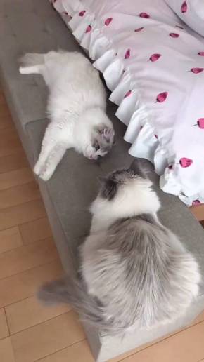 猫 ラグドール こまちゃん みるく君