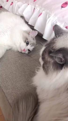 猫 ラグドール こまちゃん みるく君