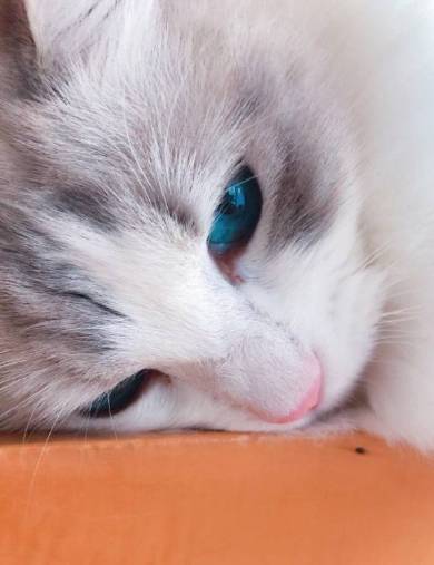 猫 ラグドール こまちゃん みるく君