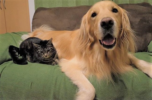 ワンにゃん家計簿