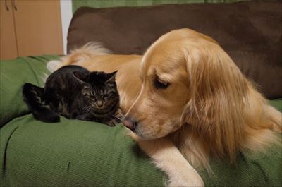 ワンにゃん家計簿