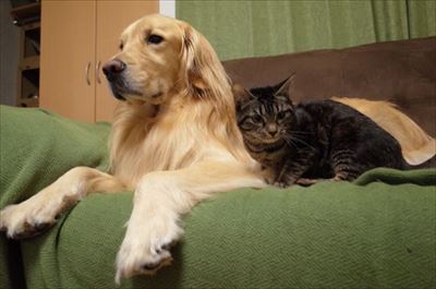 ワンにゃん家計簿