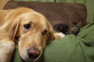 ワンにゃん家計簿