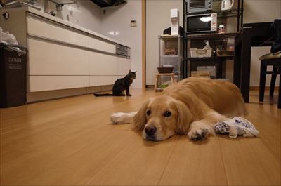 ワンにゃん家計簿