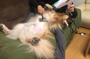 ワンにゃん家計簿