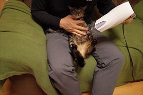 ワンにゃん家計簿