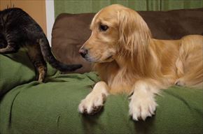 ワンにゃん家計簿