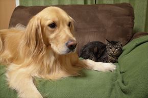 ワンにゃん家計簿