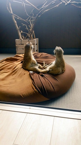 日向ぼっこするミーアキャット