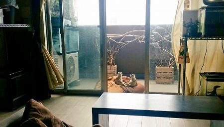 日向ぼっこするミーアキャット