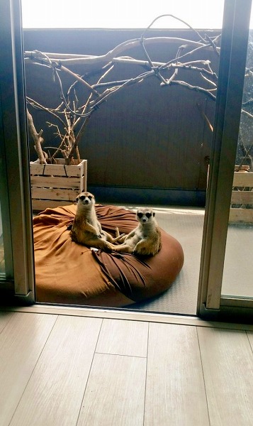 日向ぼっこするミーアキャット