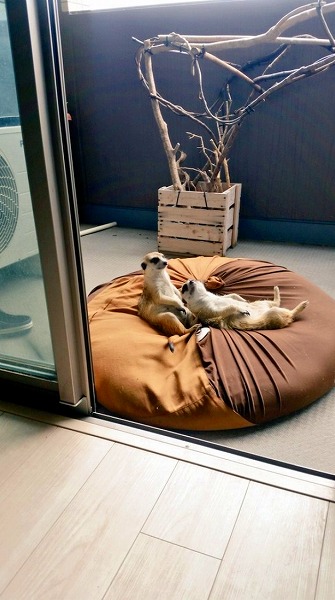 日向ぼっこするミーアキャット