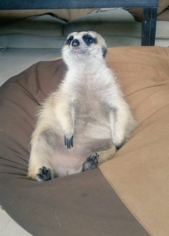 日向ぼっこするミーアキャット