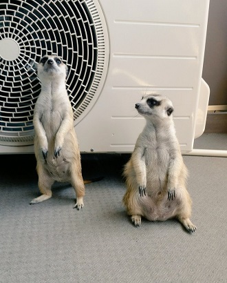 日向ぼっこするミーアキャット