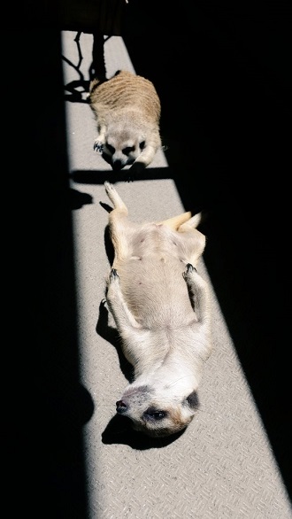 日向ぼっこするミーアキャット