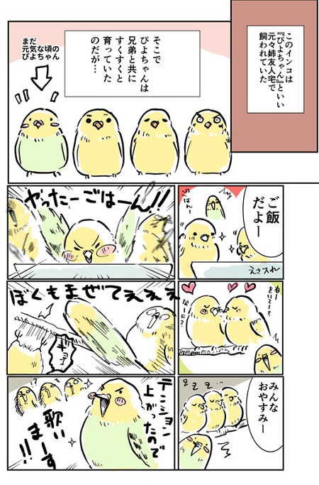 ぴよちゃん