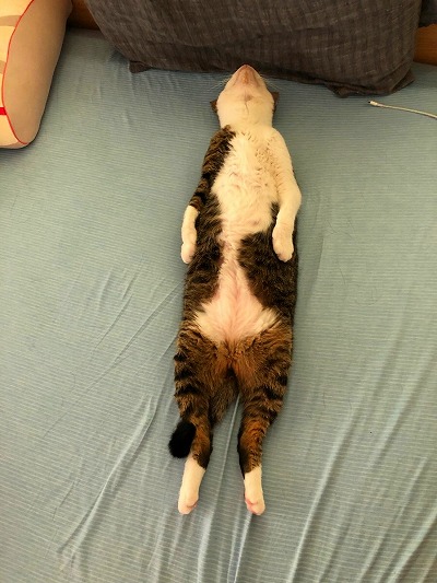 人間みたいな猫