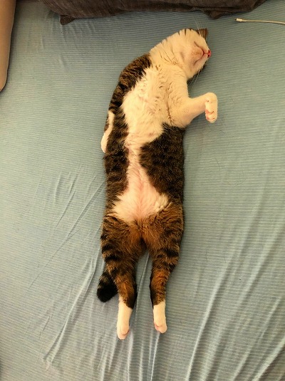 奥さんの代わりに横で寝てた猫ちゃん