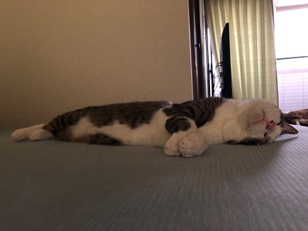 奥さんの代わりに横で寝てた猫ちゃん