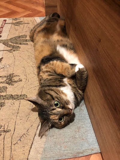 奥さんの代わりに横で寝てた猫ちゃん