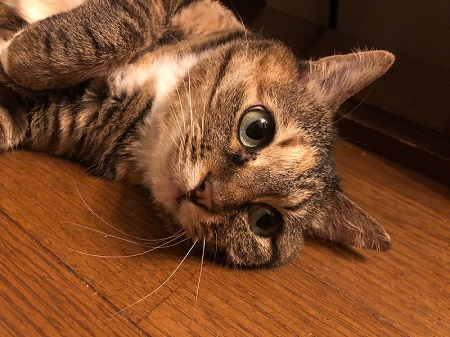 奥さんの代わりに横で寝てた猫ちゃん