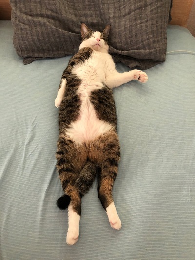 奥さんの代わりに横で寝てた猫ちゃん