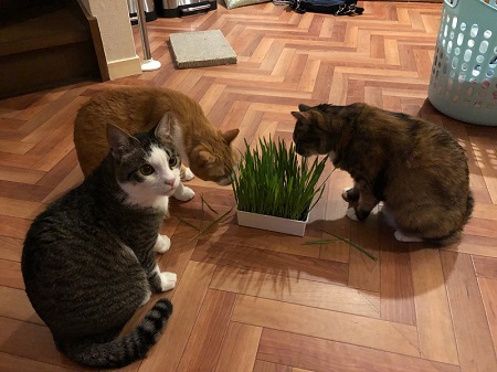 奥さんの代わりに横で寝てた猫ちゃん