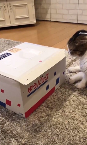 猫