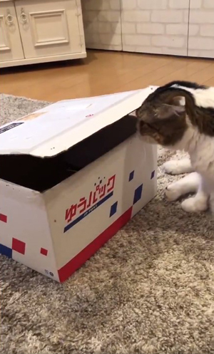 段ボールを開けるどんぐりさん