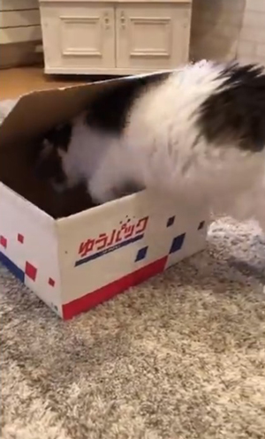 段ボールに飛びこむどんぐりさん