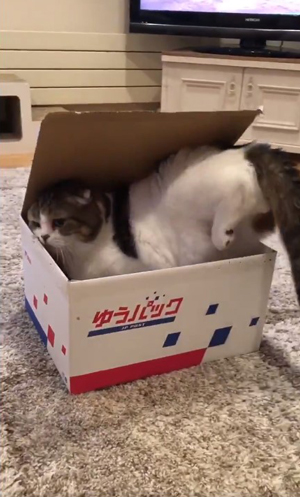 段ボールに収納されるどんぐりさん