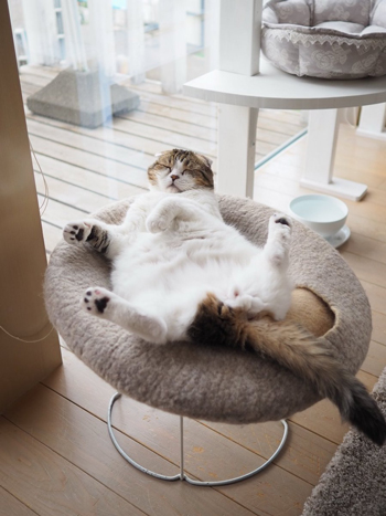 おっぴろげどんぐりさん