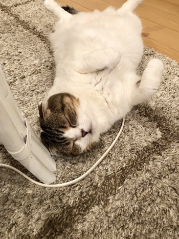 充電どんぐりさん