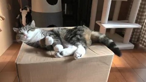 猫食いボックス