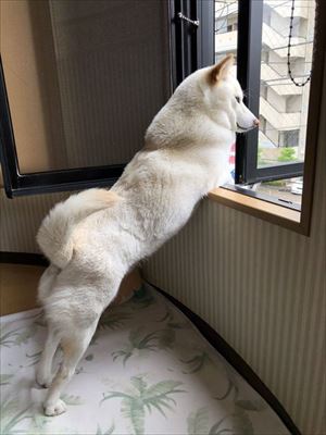 天気をチェックするワンちゃん